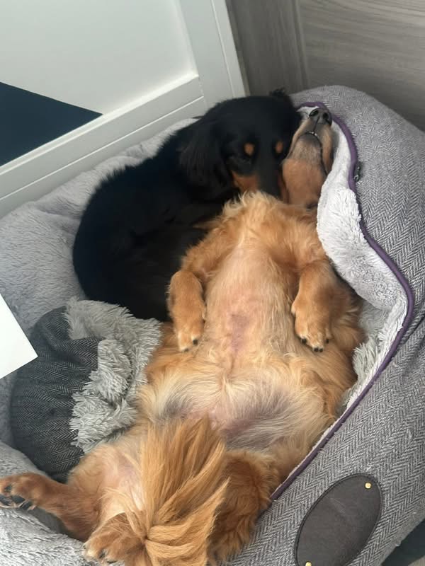 Two dachshunds curled up together in a cosy bed at Daxie Den