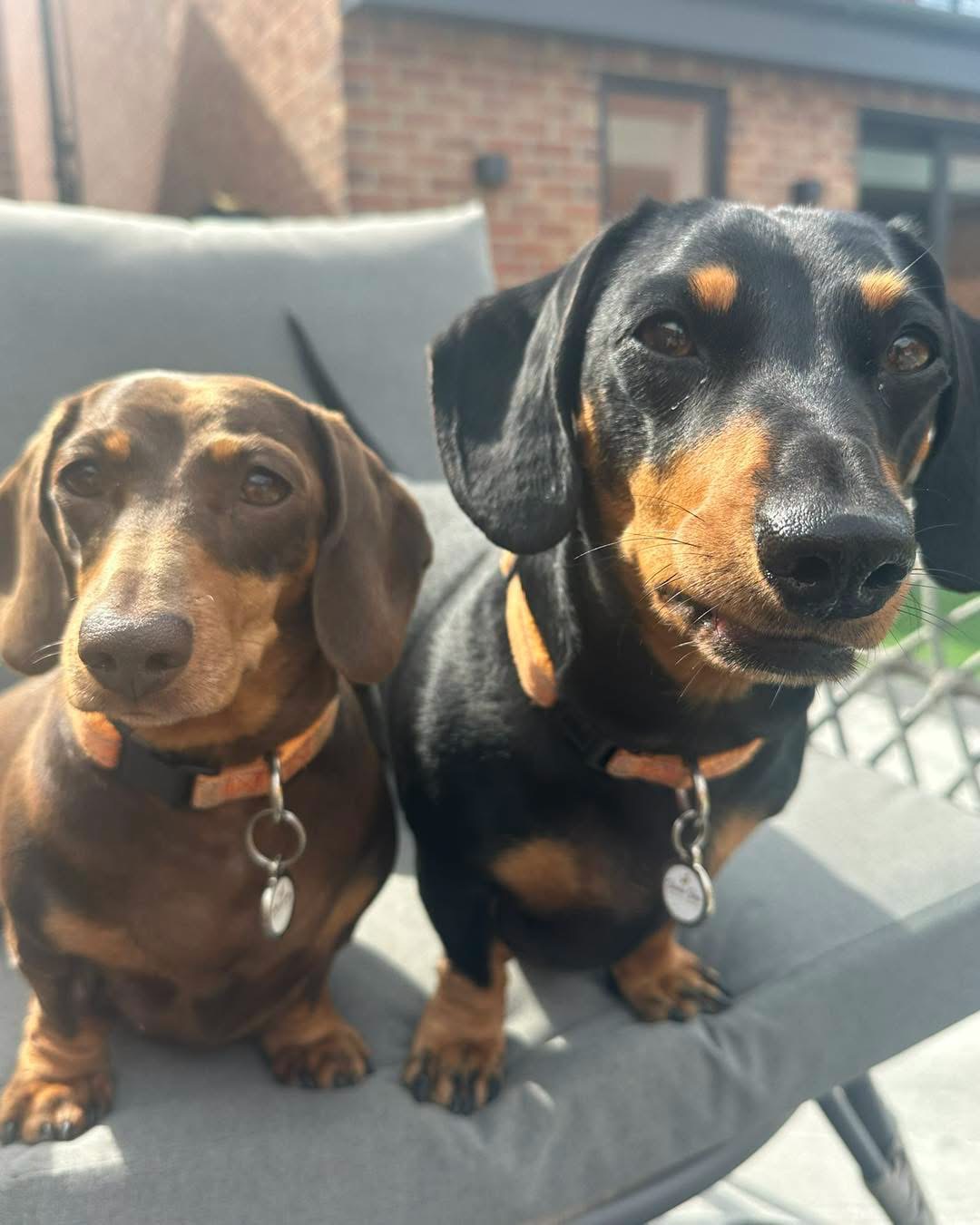Social guests relaxing together at Daxie Den