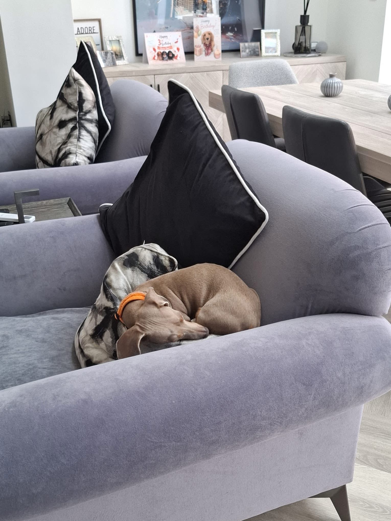 A solo guest sleeping peacefully in the Daxie Den home