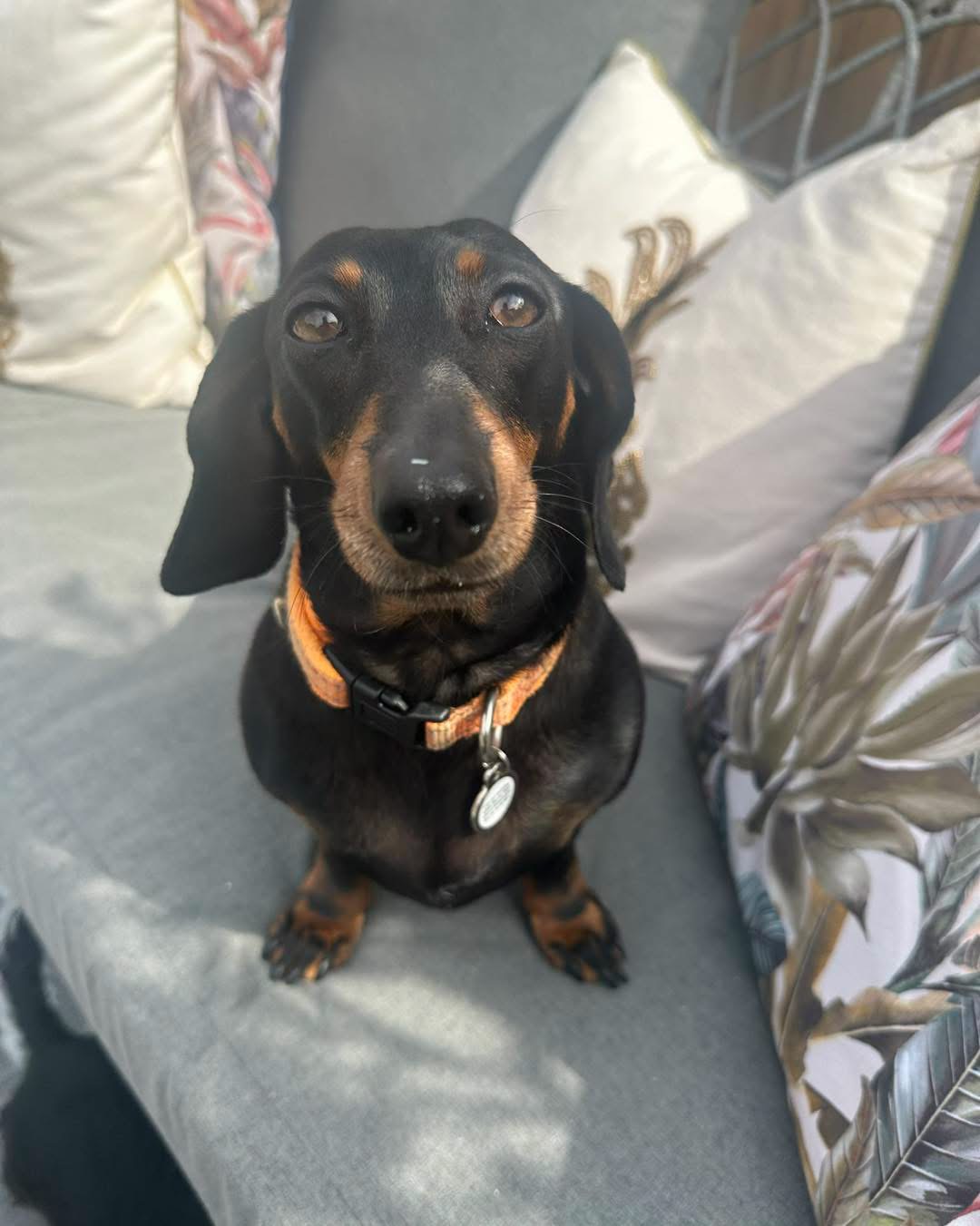 A Daxie Den guest looking up from the sofa