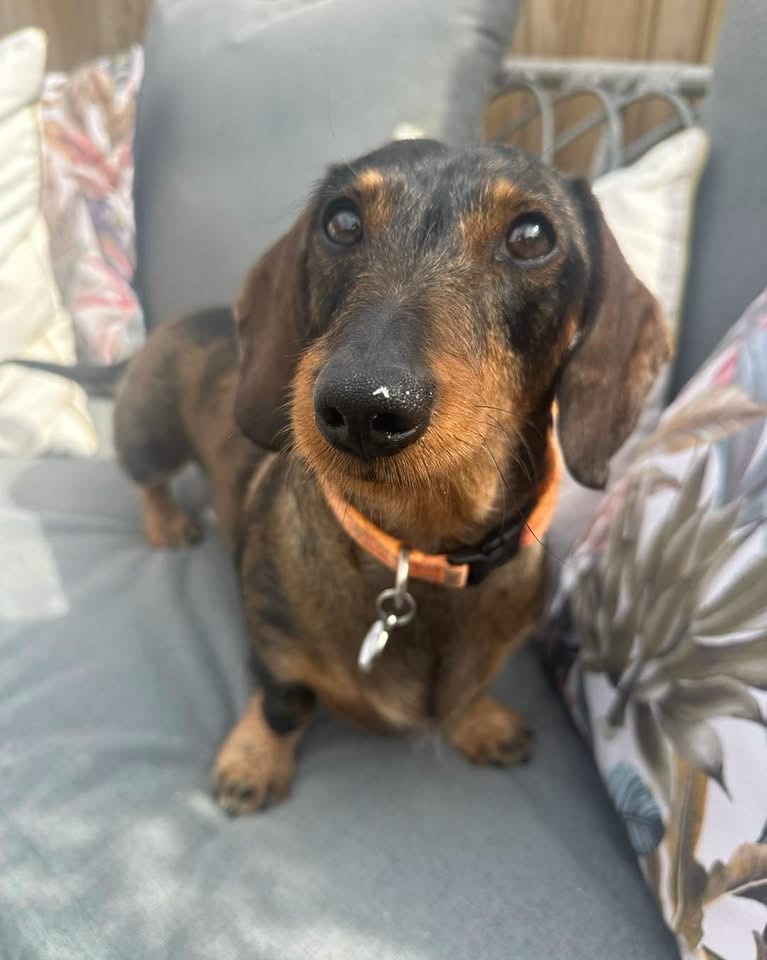 A Daxie Den guest relaxing on the sofa