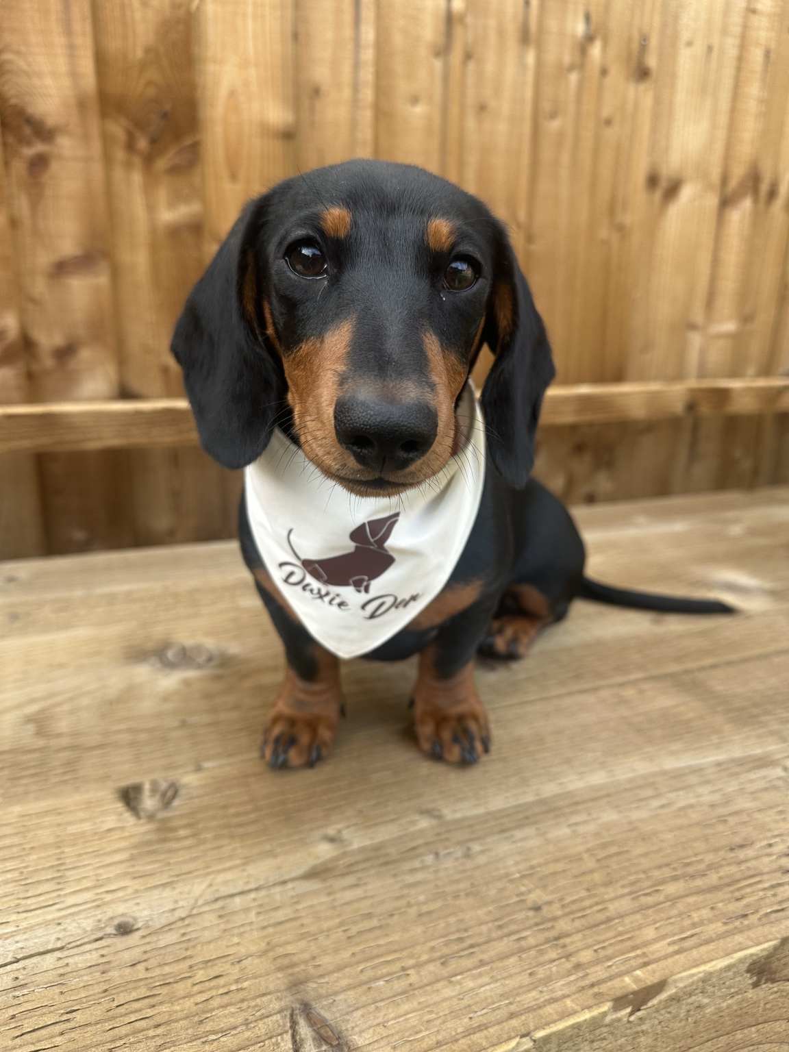 A black and tan dachshund puppy wearing a Daxie Den bandana