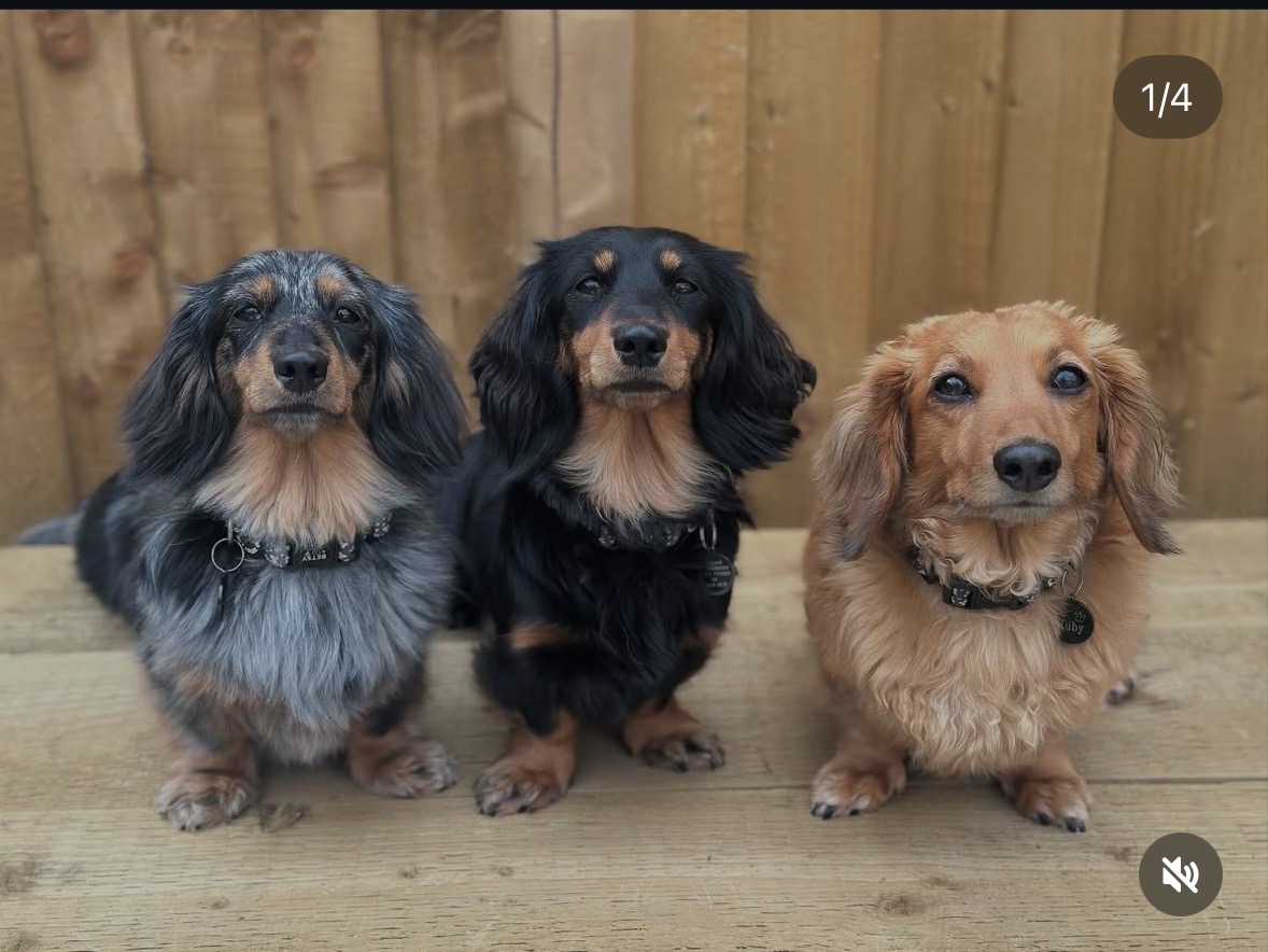Ruby, Saffi and Emmi together at Daxie Den