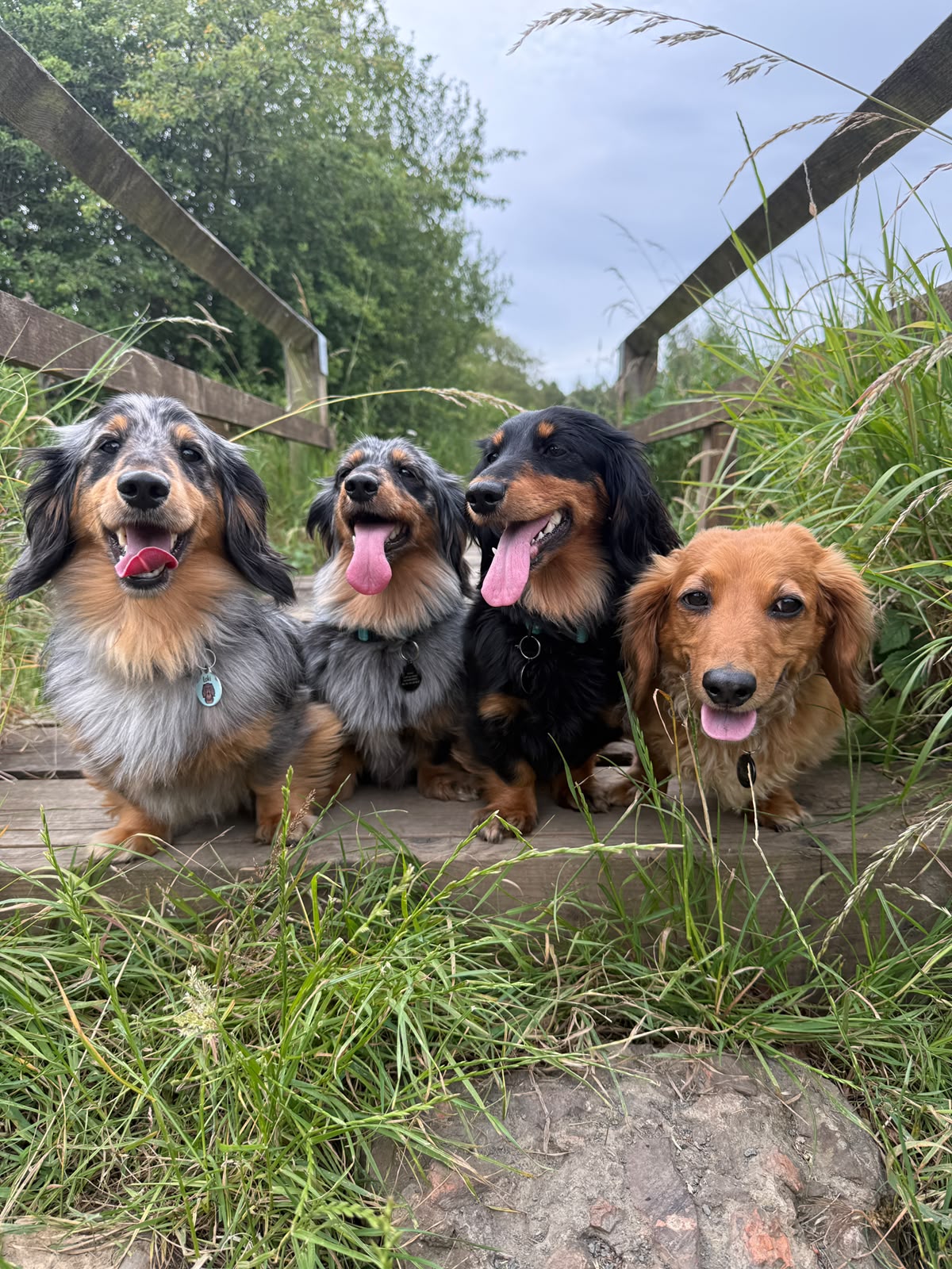 The Daxie Den girls and a guest enjoying a woodland walk