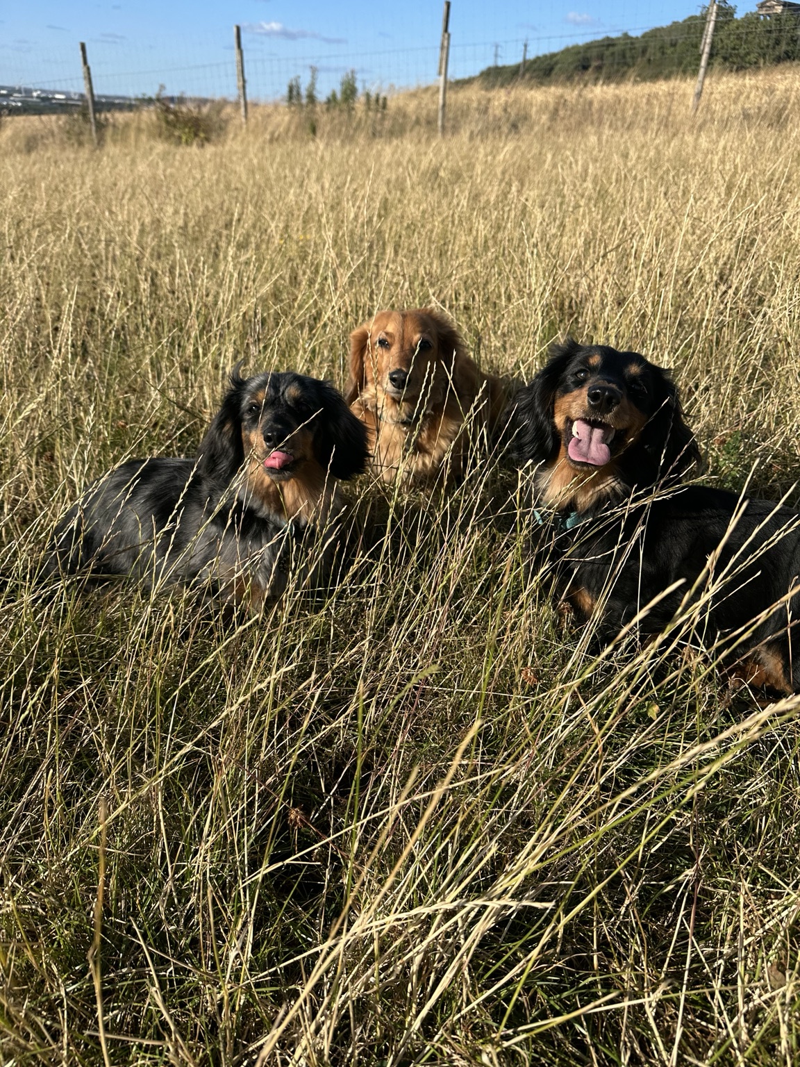 Ruby, Saffi and Emmi together at Daxie Den