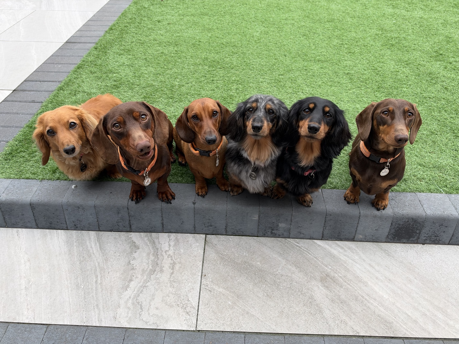 Six dachshunds together in the Daxie Den garden