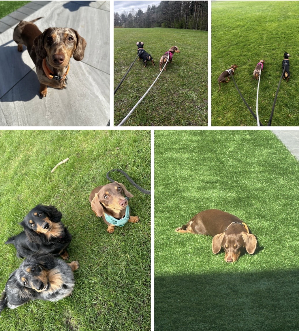 Daxie Den dachshunds enjoying garden time and walks