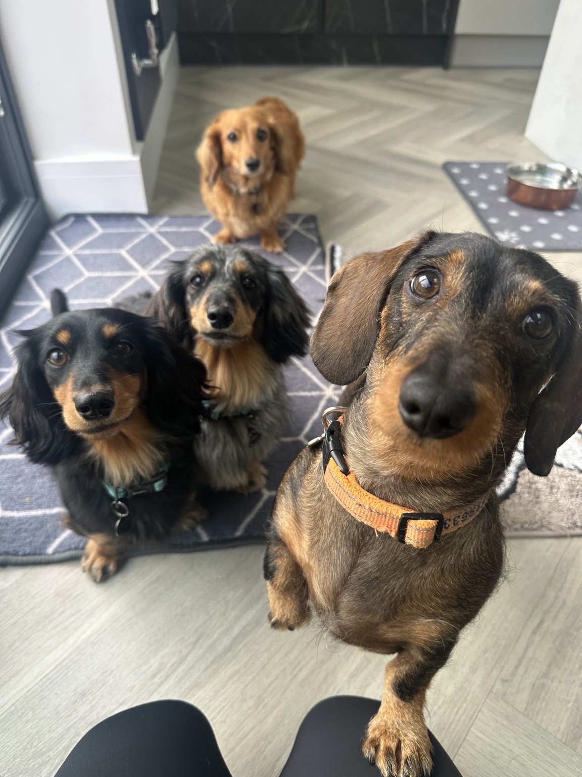 Four dachshunds waiting together in the social home