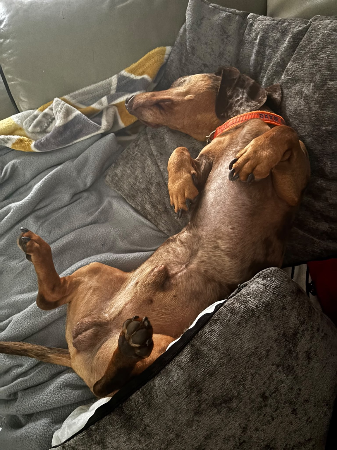 A relaxed dachshund sleeping on the sofa during solo care