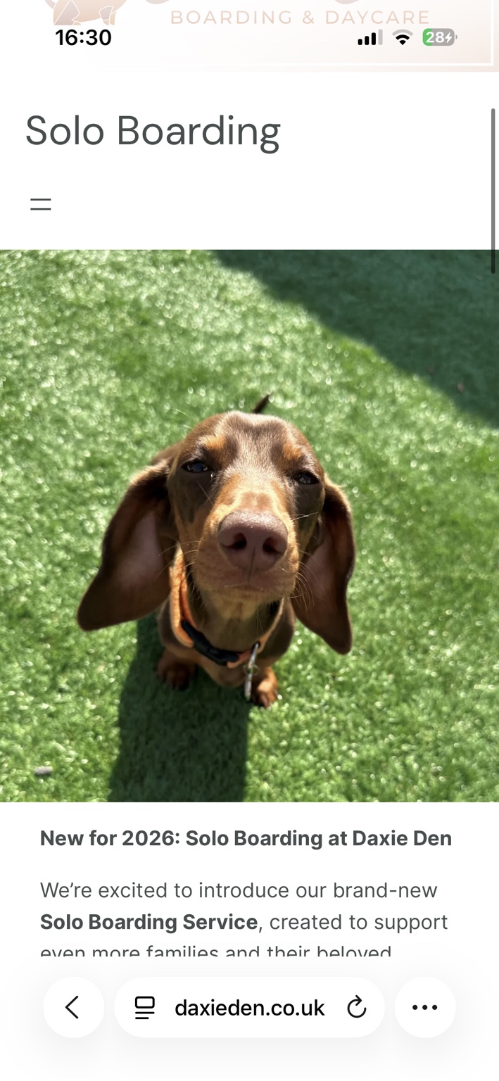 A solo-care dachshund enjoying the sunshine