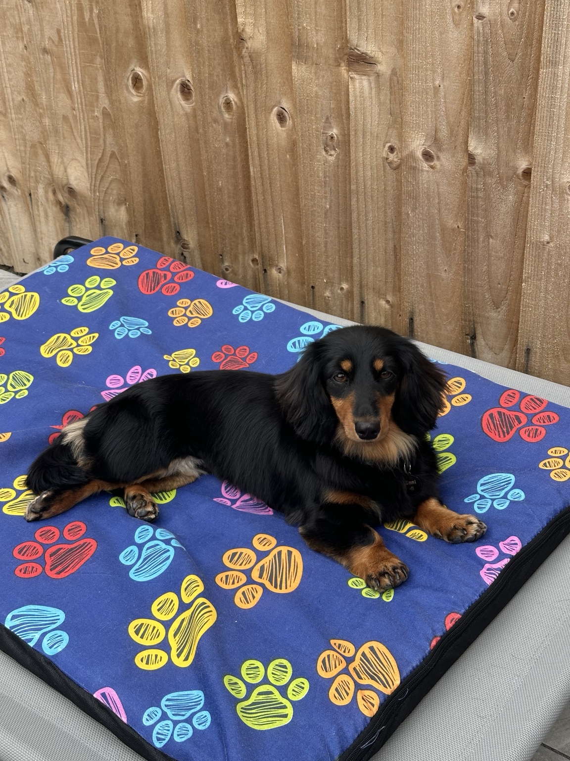 Emmi relaxing on her blue paw-print bed
