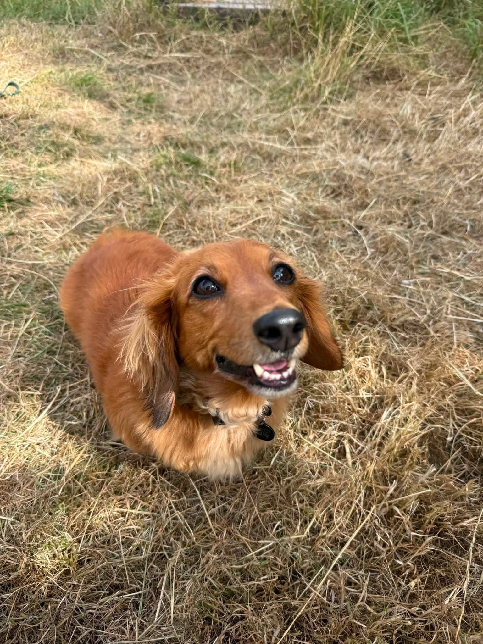 Ruby smiling on a sunny walk