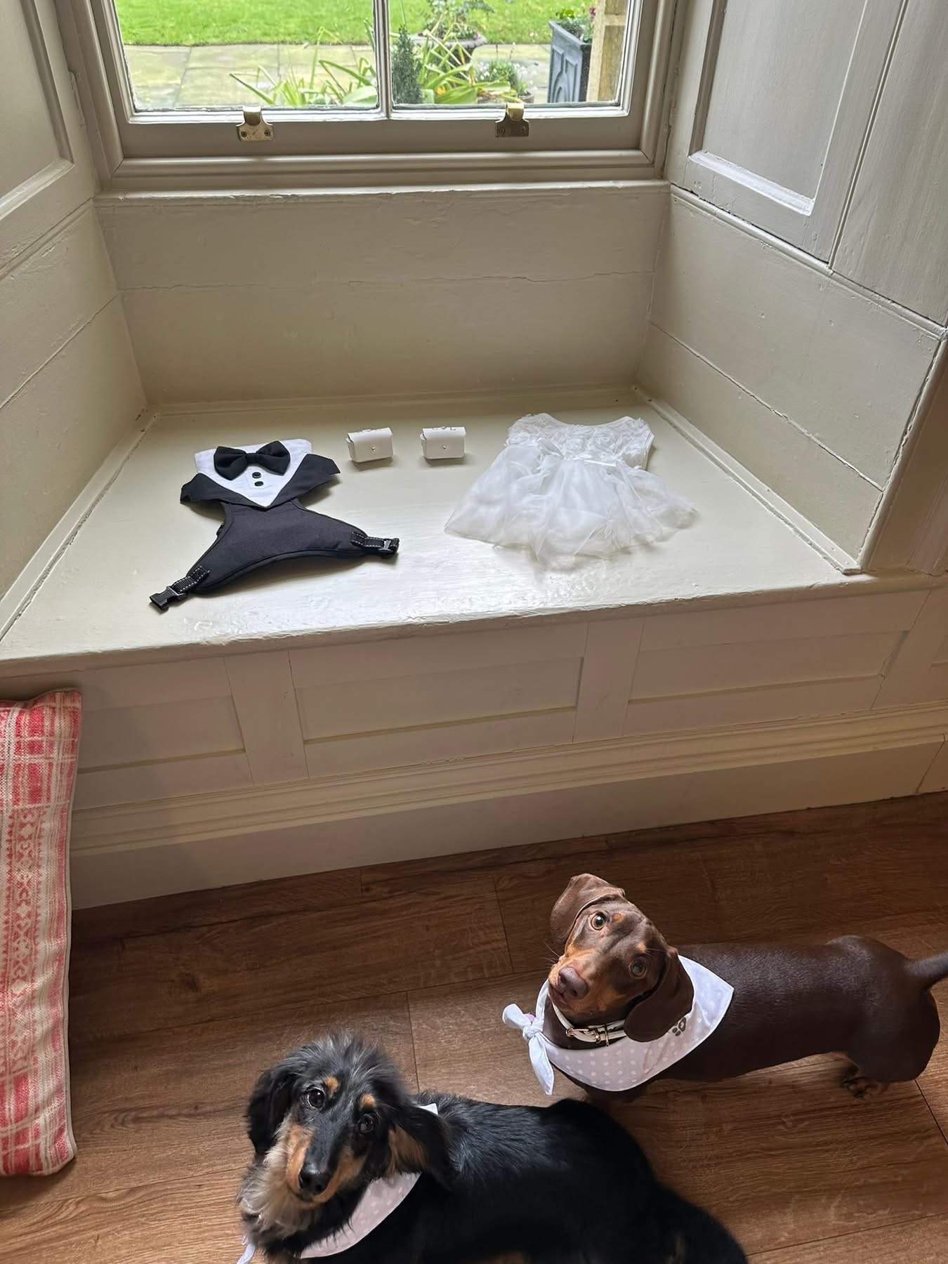 Two dachshunds getting ready beside their wedding outfits