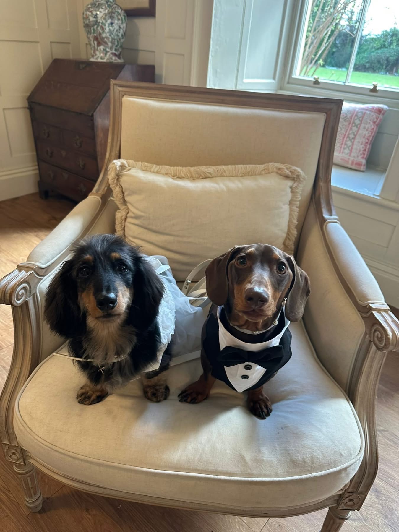 Two dachshunds dressed for a wedding in their special outfits