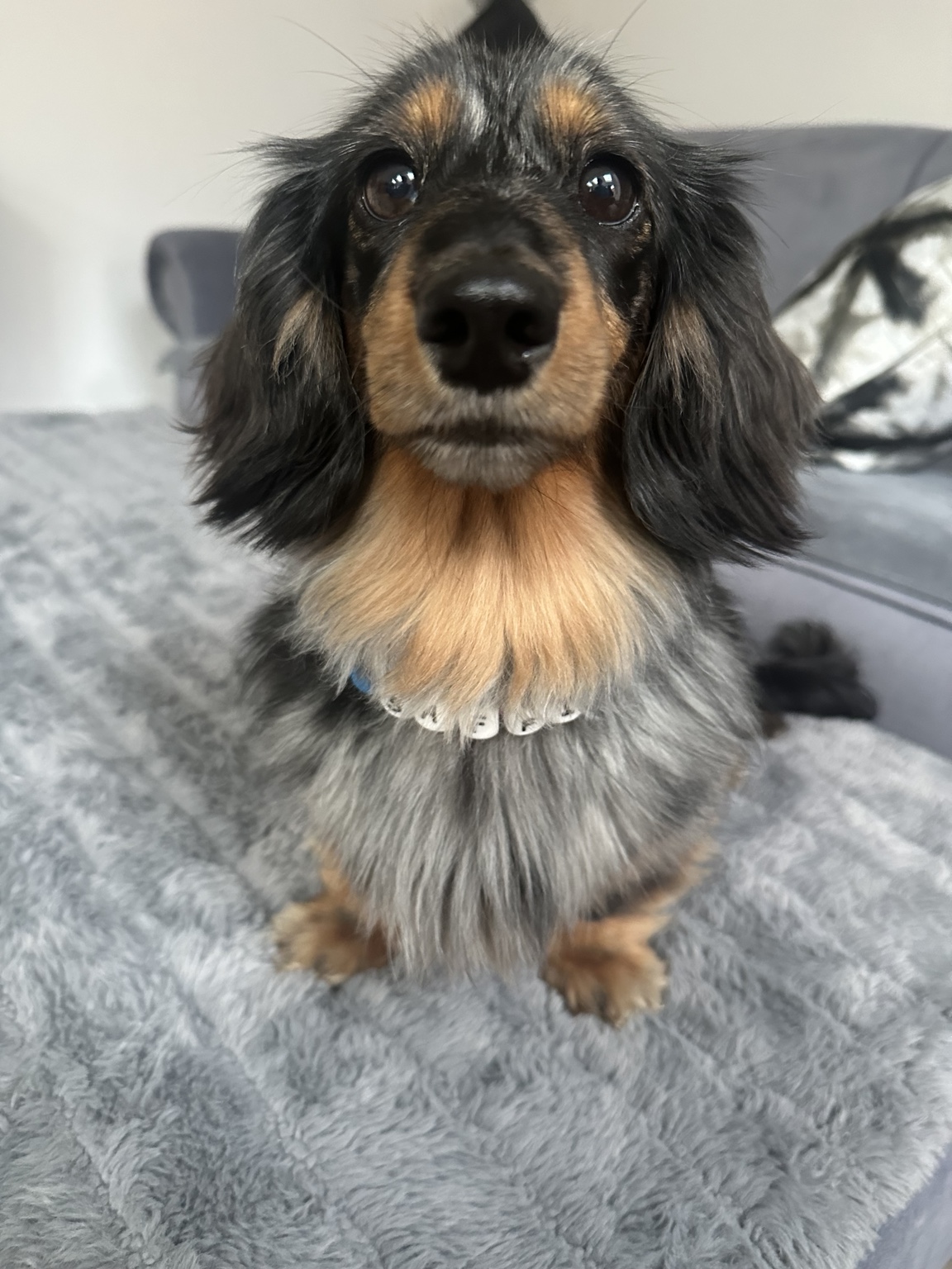 Dachshund relaxing on a soft blanket at Daxie Den