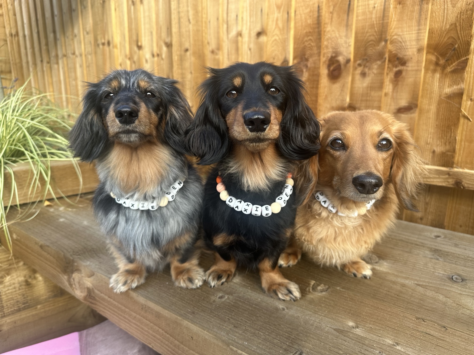 Three Daxie Den dachshunds together in the garden