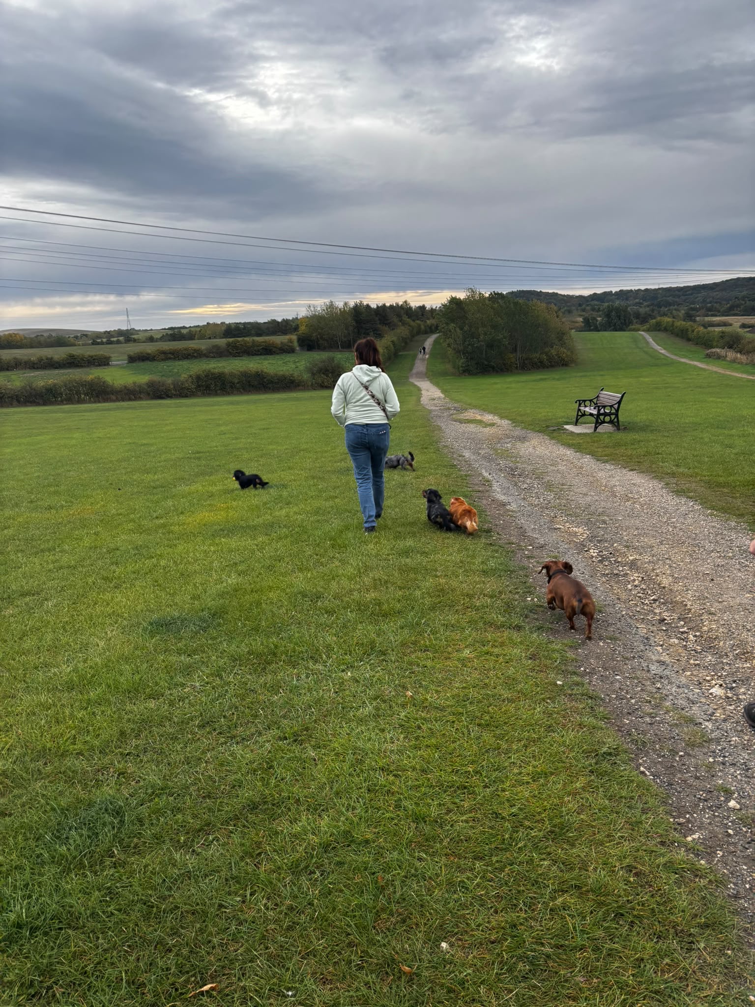 Dachshunds enjoying a group walk across the field